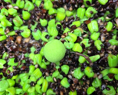 Preview: Ready to Fish Grüner Mais 2kg