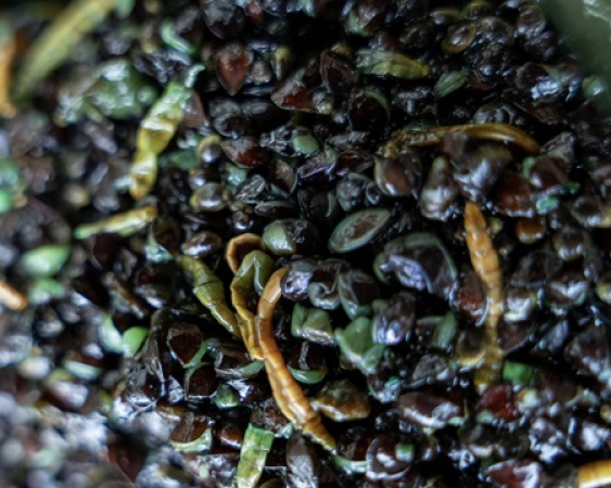 Ready to Fish Bug Mix 2kg